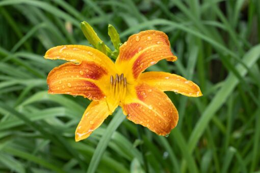 Hemerocallis – crinul sălbatic îmblânzit în grădină
