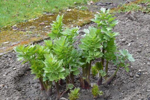 De ce nu rezistă leușteanul în grădină. Sfaturi care îl salvează