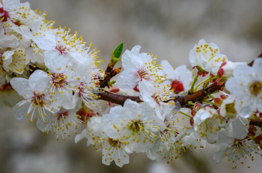 Corcodușul – minunea de primăvară care îmbină frumusețea și utilitatea