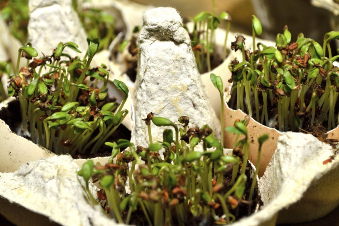 Cofrajele de la ouă nu se aruncă, se reciclează în grădină