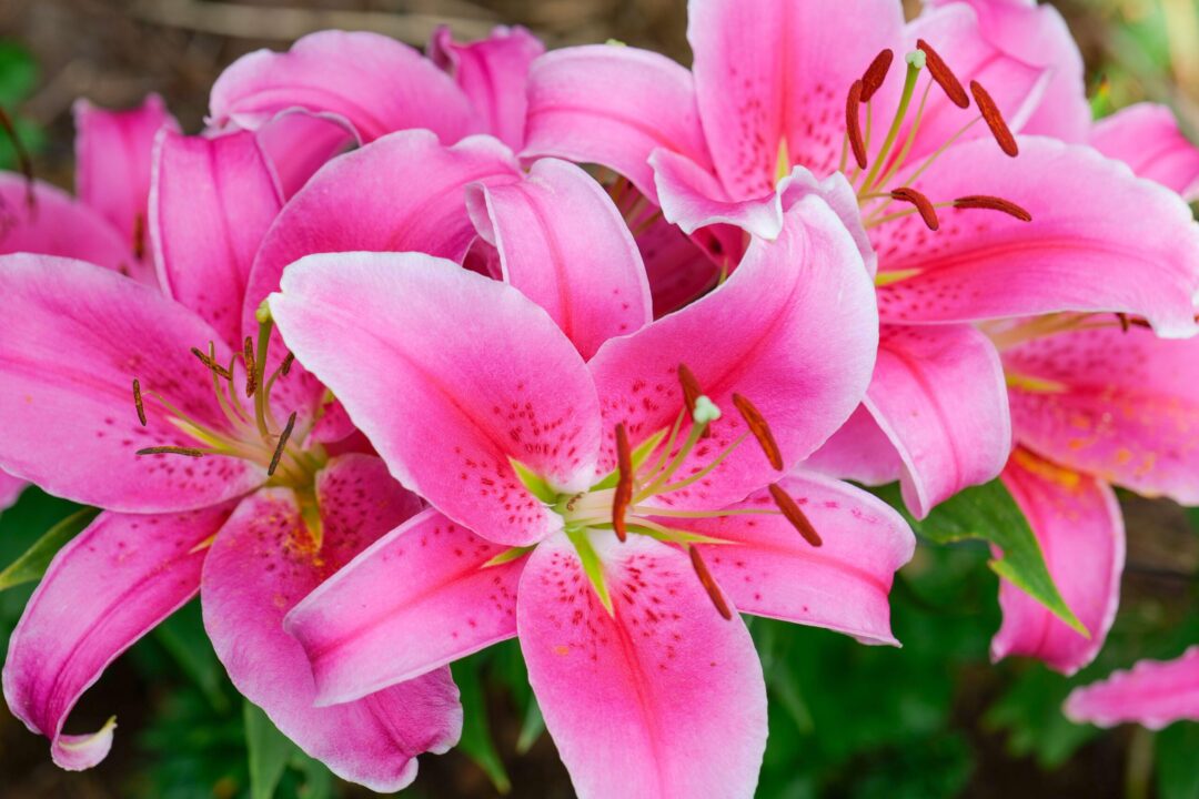 Cum să creștem crinii din ghiveci ca să le meargă bine