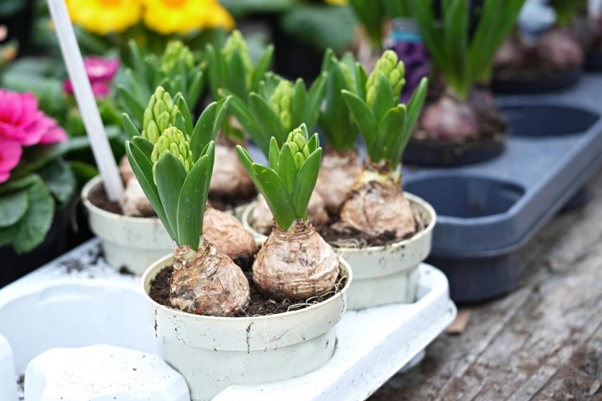 Propagarea bulbilor. Cum înmulțim florile care cresc din bulbi