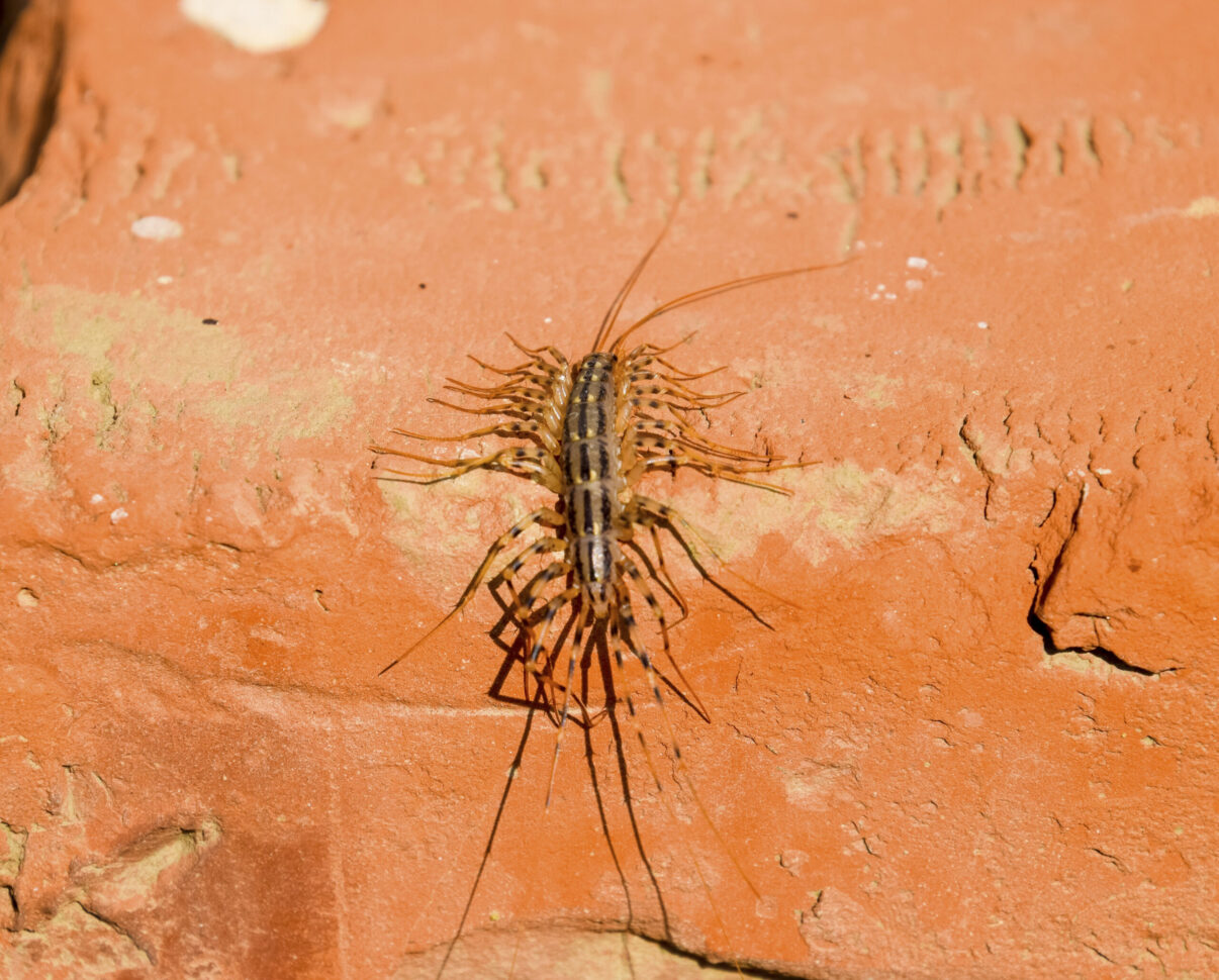 Miriapodul de casă – mituri false despre o creatură folositoare