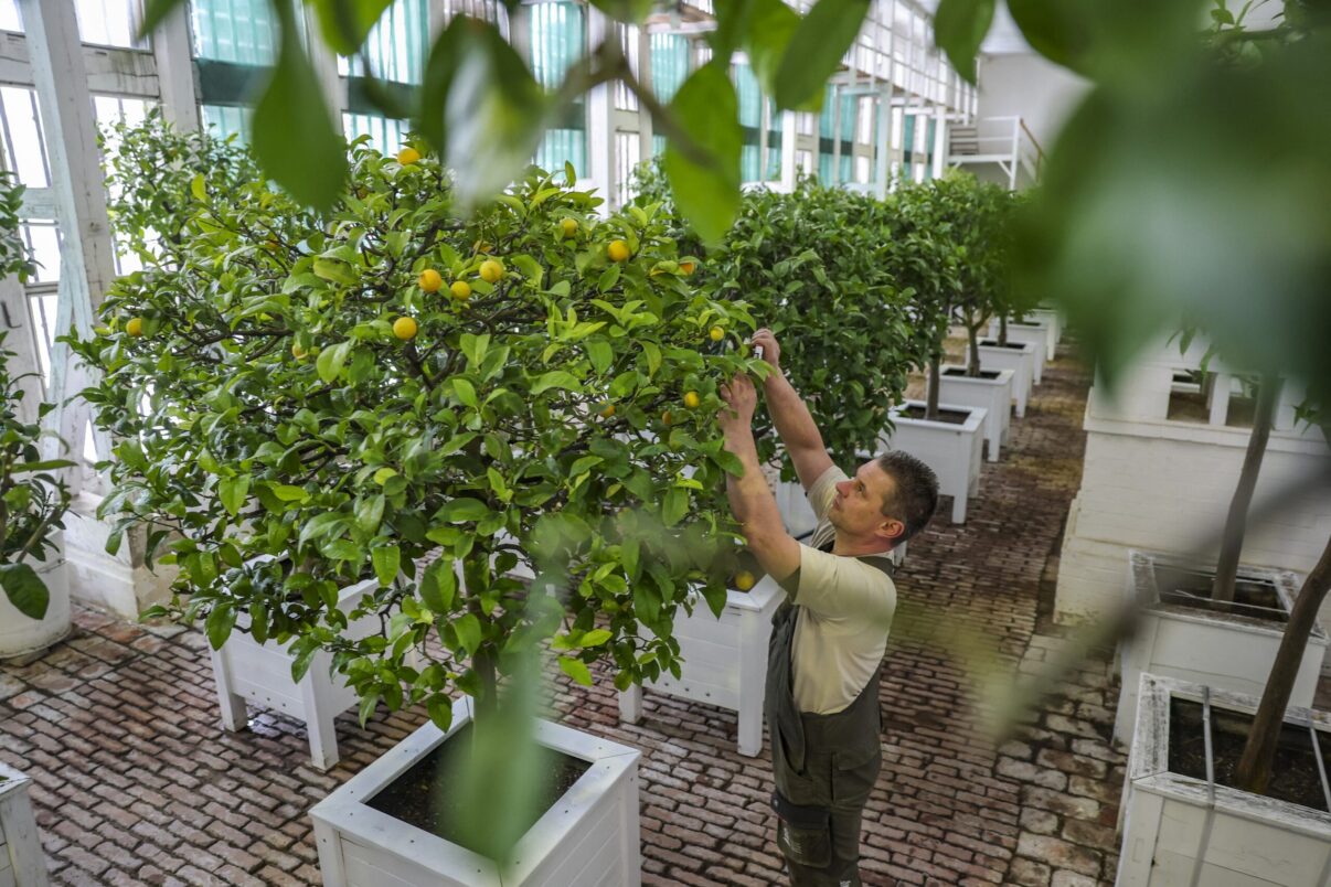 Au nevoie citricele la ghiveci de îngrășământ? Iată răspunsul