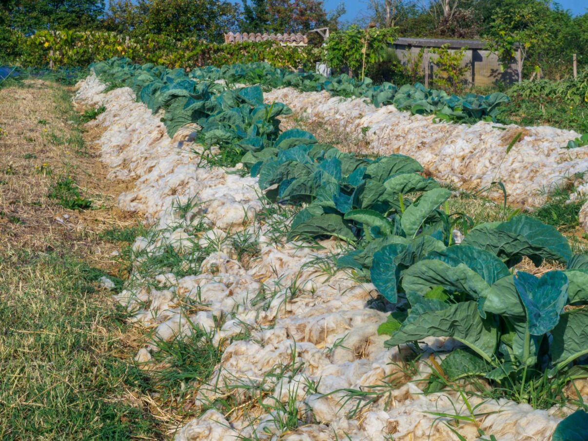 Lâna de oaie, ca mulci și îngrășămant în grădina