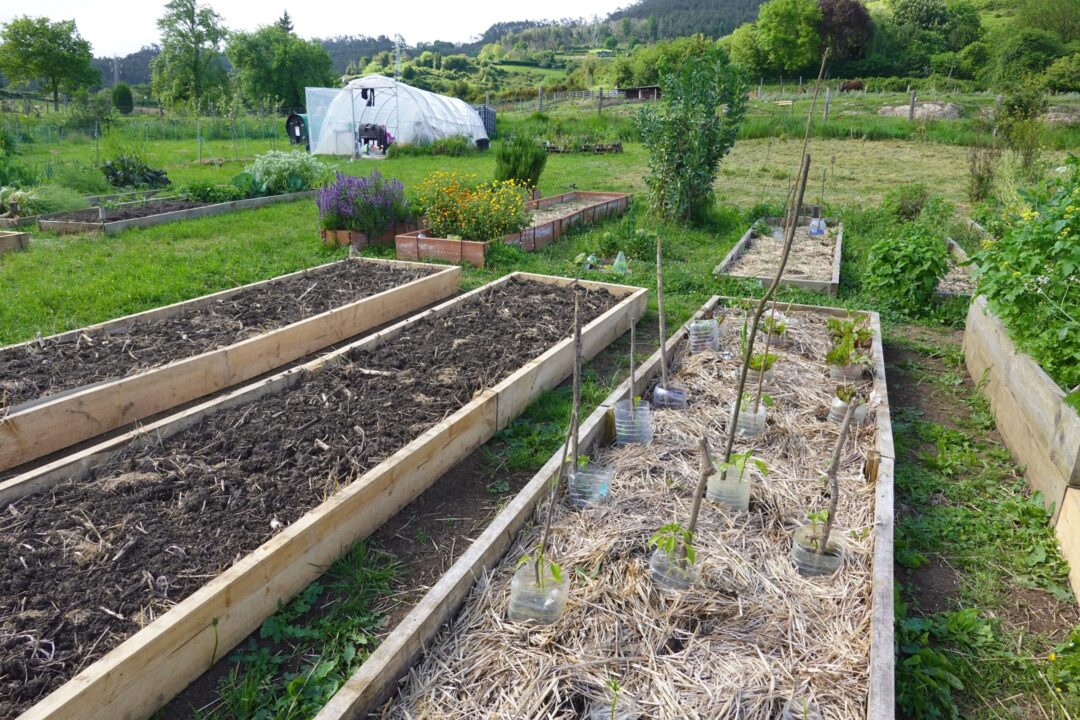 Grădinăritul fără săpătură (permacultura) pe înțelesul tuturor