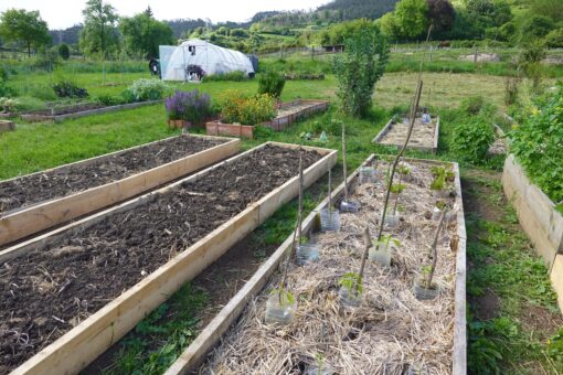 Grădinăritul fără săpătură (permacultura) pe înțelesul tuturor