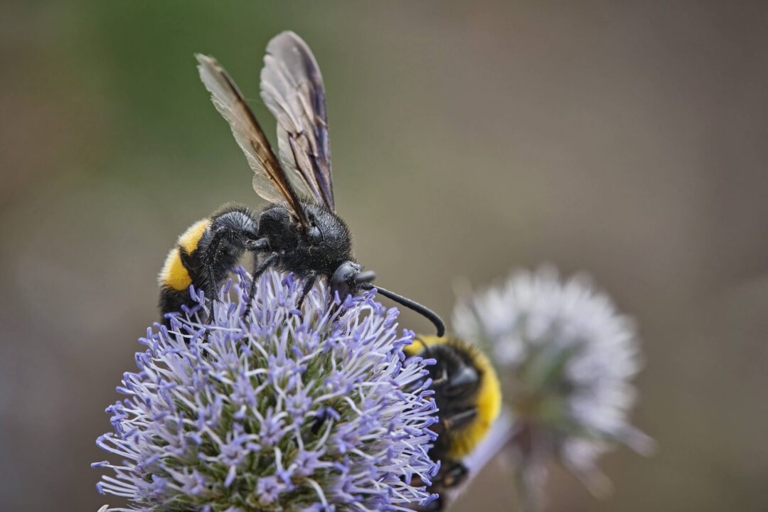 Viespile – vecinii buni, dar foarte incomozi din curtea ta