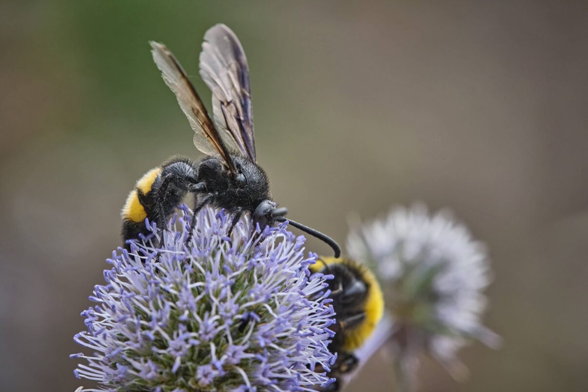 Viespile – vecinii buni, dar foarte incomozi din curtea ta