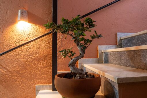 Lumină artificială pentru plante de interior: ce trebuie să știi