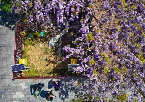 Frumusețea nu are vârstă: o glicină veche de 600 de ani a înflorit, în China