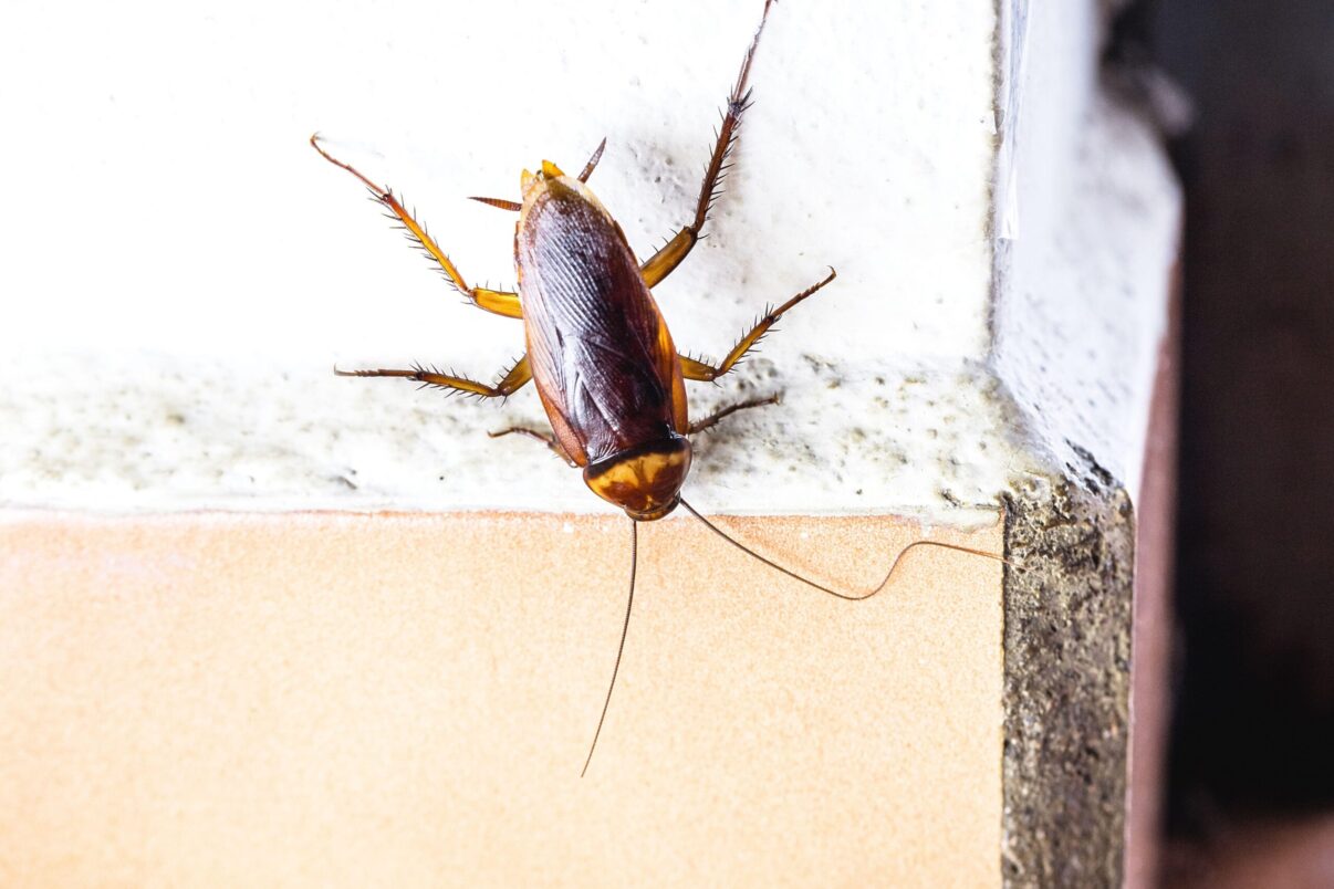 Soluții netoxice te ajuta sa scapi de gandaci