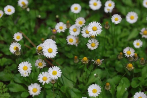 7 plante sălbatice care dau farmec oricărei curți