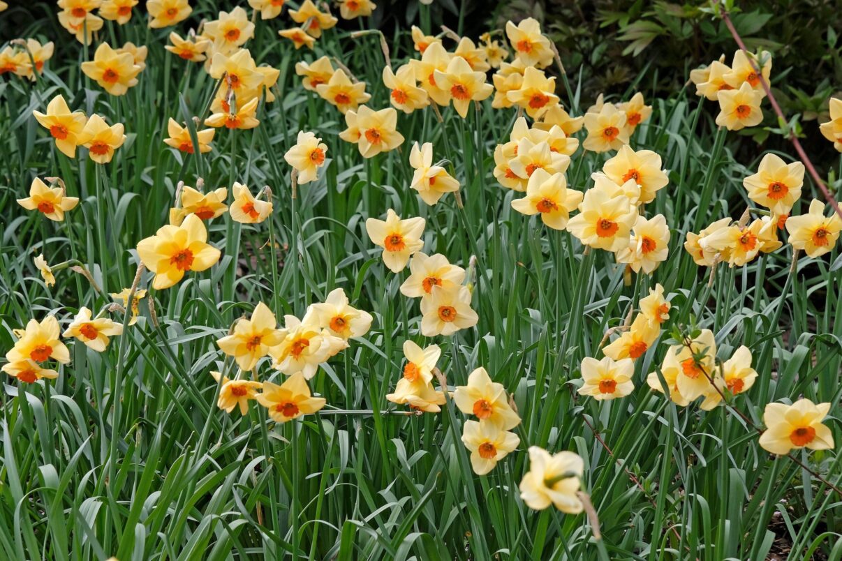 De ce nu înfloresc narcisele și ce facem să le salvăm