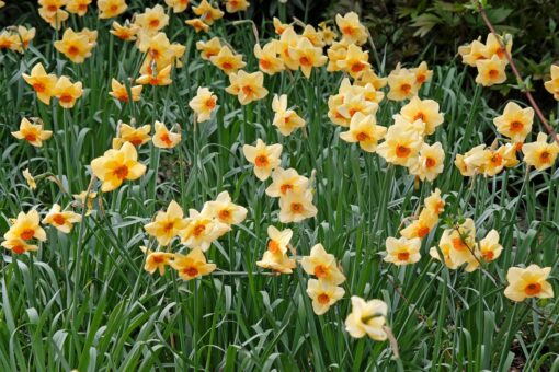 De ce nu înfloresc narcisele și ce facem să le salvăm