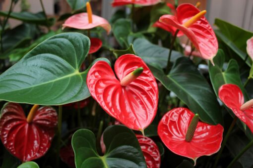 Anthurium – spirit tropical într-un ghiveci