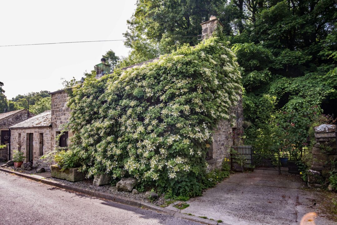 Hortensiile cățărătoare – o nouă alegere pentru grădini spectaculoase