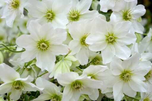 Clematite veșnic verzi: Clematis Avalanche
