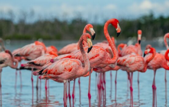 Călătorie virtuală aproape de Miami: Parcul Everglades