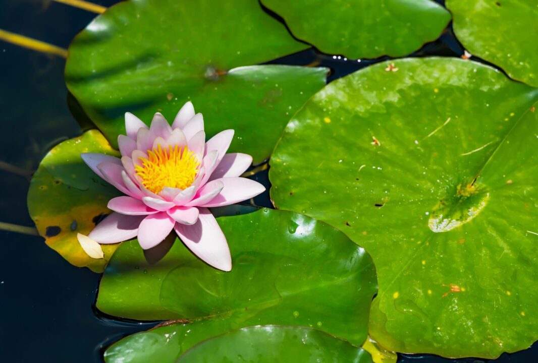 Plante pentru iazuri: flori și vegetație luxuriantă lângă apă