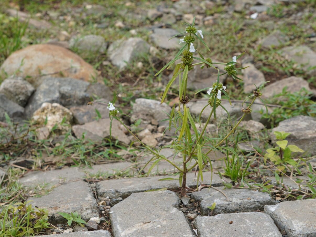 Soluții non-toxice și sustenabile de a înlătura vegetația care crește prin pavaj