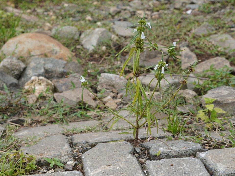 Soluții non-toxice și sustenabile de a înlătura vegetația care crește prin pavaj