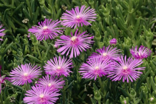 Floarea de cristal – frumusețe colorată pentru grădini vesele