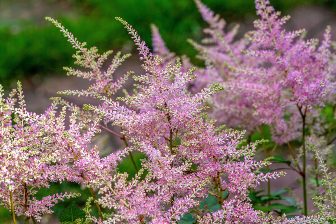 Frumuseți vaporoase în grădină – astilbe