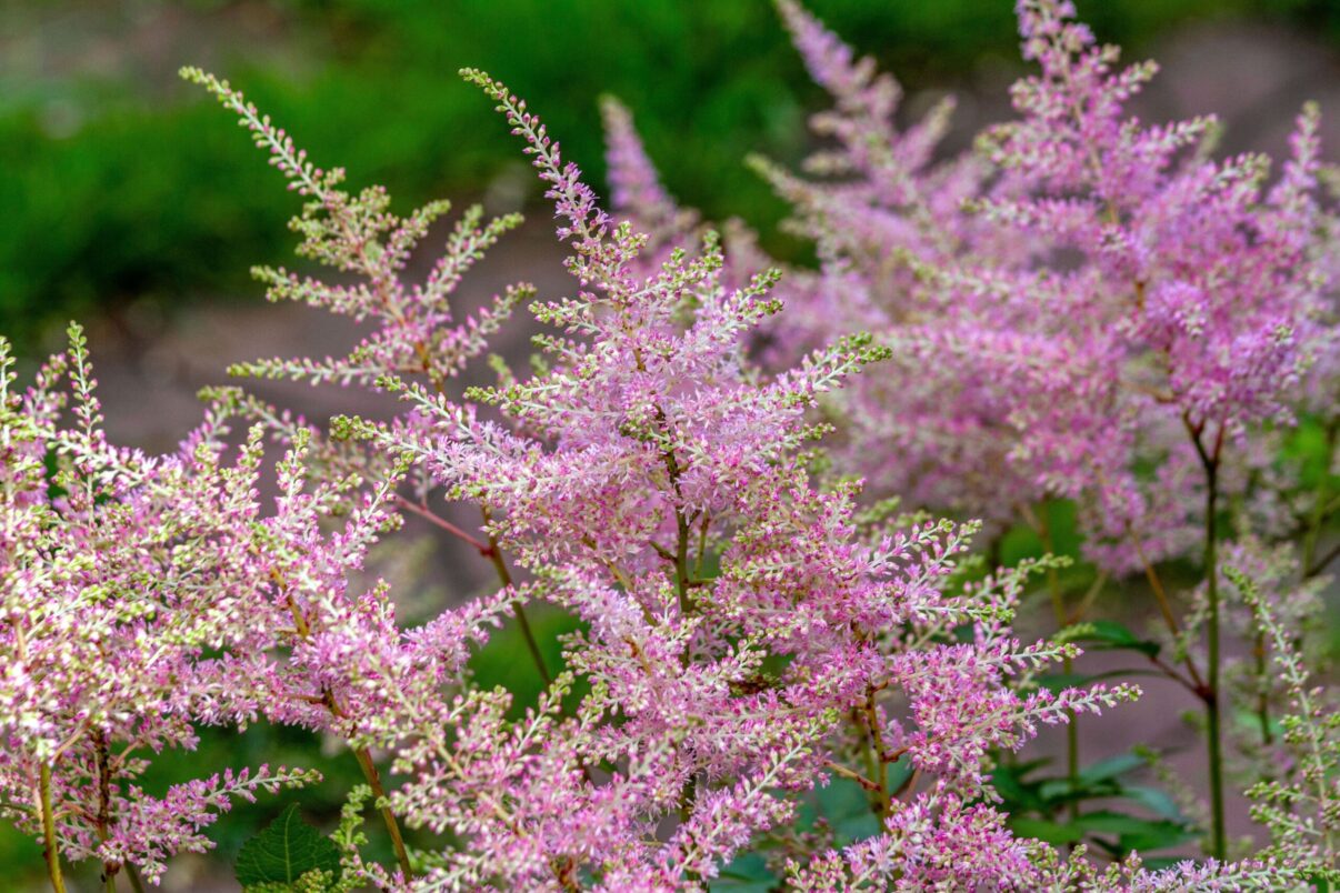 Frumuseți vaporoase în grădină – astilbe