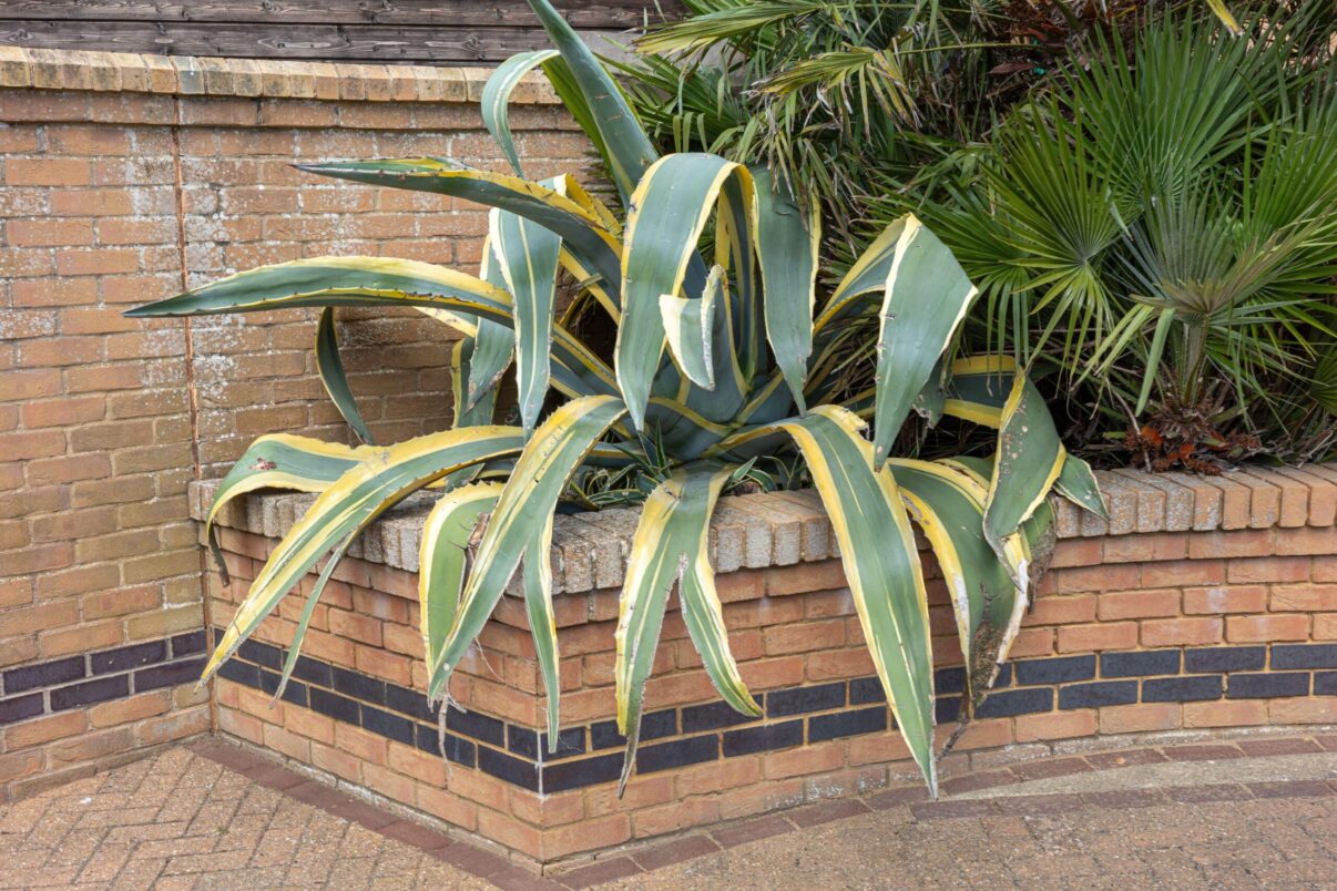 Agave – cum crești în România o plantă de deșert