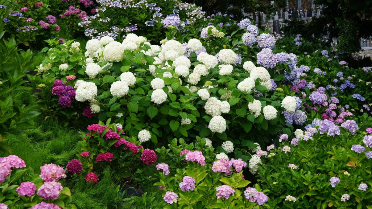 Paradisul japonez al hortensiilor: spectacol floral în sezonul ploilor
