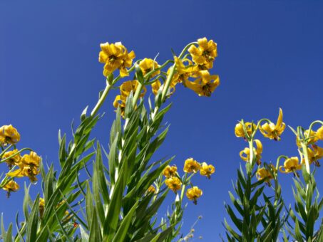 Din flora sălbatică a României: crinii sălbatici