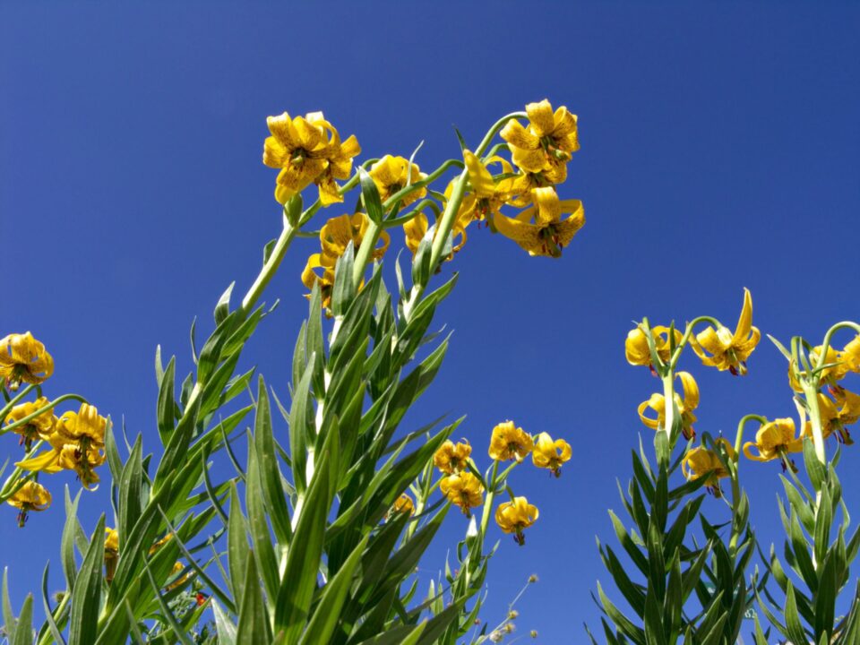 Din flora sălbatică a României: crinii sălbatici