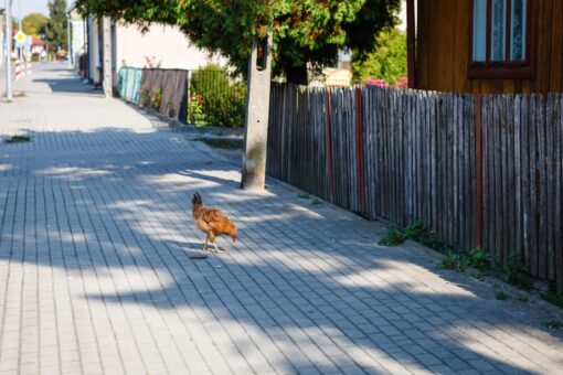 Ferma de oraș: ce animale și păsări poți crește într-o curte urbană