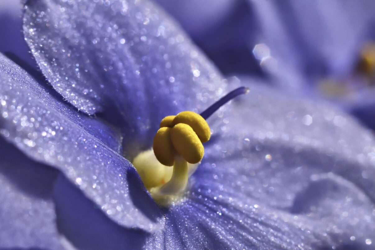 7 soiuri de violete africane pe care le vedem foarte rar
