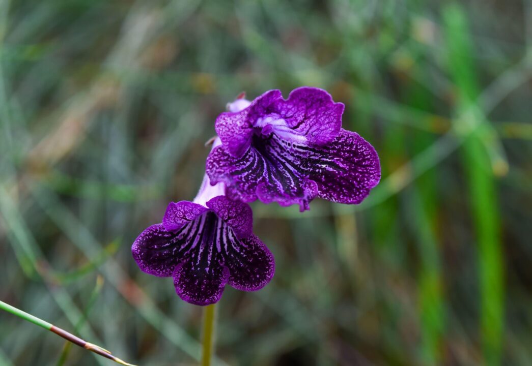 Streptocarpus Sirius – o violetă de Parma cu totul deosebită