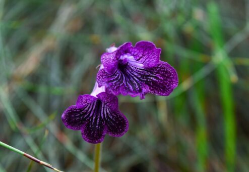 Streptocarpus Sirius – o violetă de Parma cu totul deosebită