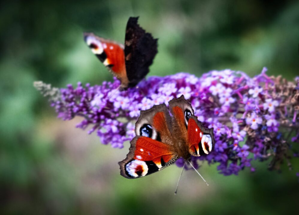 Liliacul de vară – împăratul florilor care adună fluturi