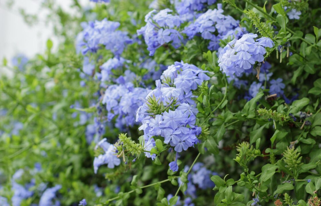 Feerie albastra in gradina: floarea dragostei sau plumbago