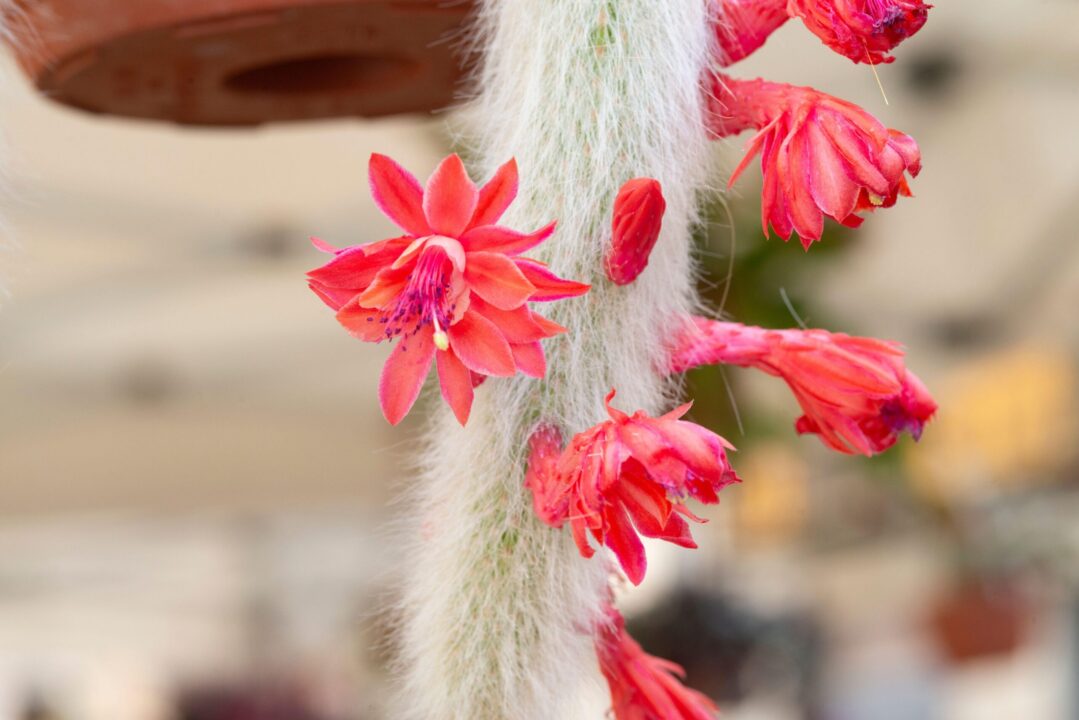 Cactusul coadă de maimuță și florile lui fascinante