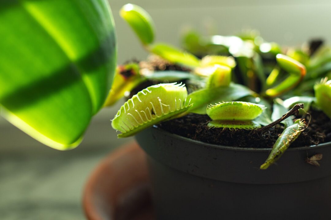 Fascinantele plante carnivore – unicatele universului botanic