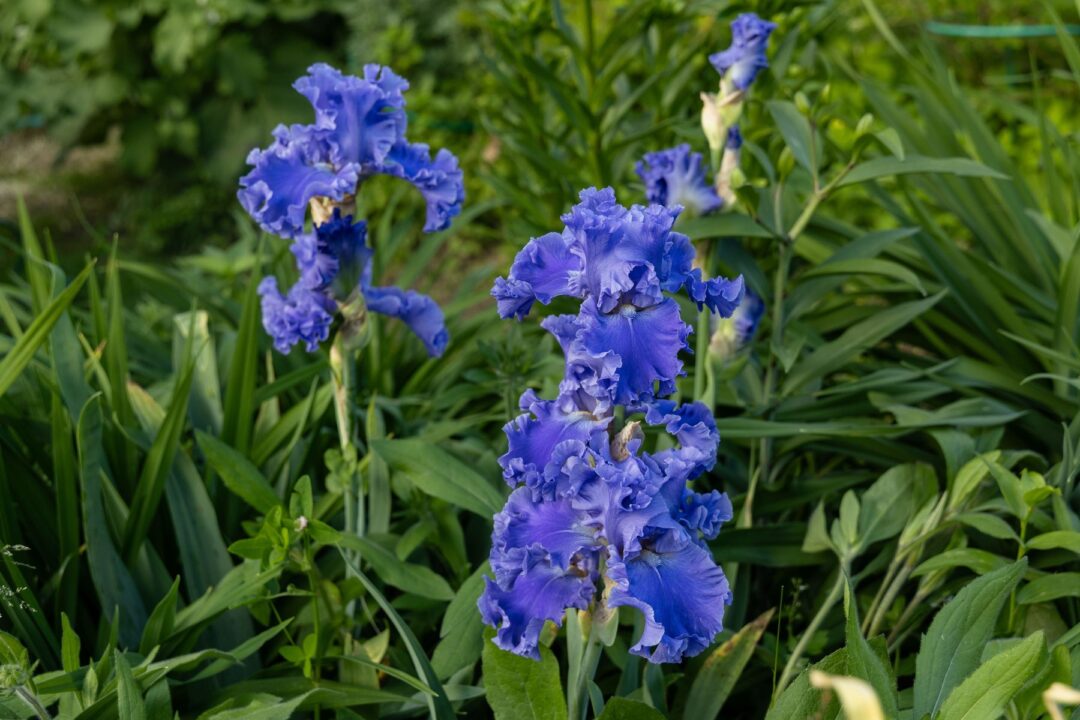 7 soiuri superbe de iris pe care le vedem foarte rar