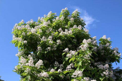 Catalpa – copacul cu flori confundat adesea cu castanul