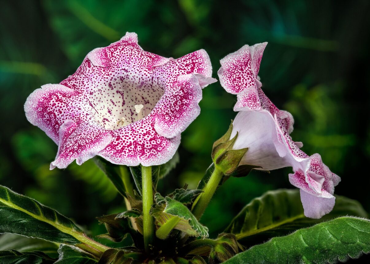 Culori catifelate într-o floare la ghiveci: gloxinia