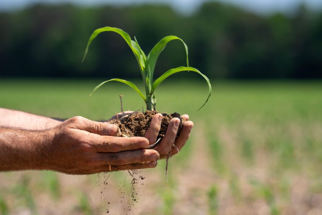 Cum se hrănesc plantele. Scurt ghid despre nutrienți