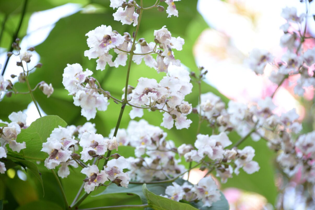 Frumusețe și umbră, dar nu în spații mici: copacul de paulownia