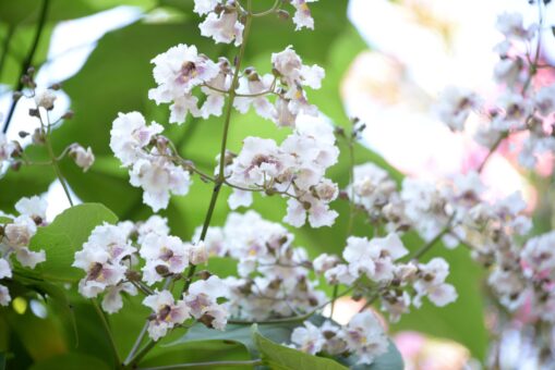 Frumusețe și umbră, dar nu în spații mici: copacul de paulownia