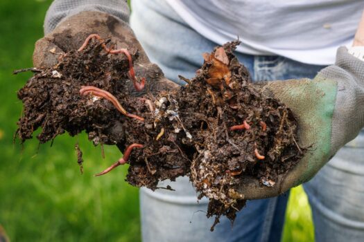 Ferma de râme și cum te ajută în compostarea deșeurilor