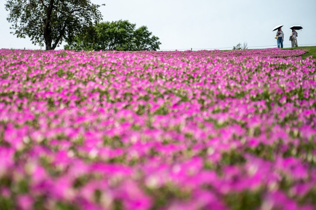 O mare de petunii violet îmbracă dealurile, într-o fermă japoneză