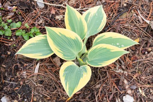 Hosta Autumn Frost – crinul de toamnă cu frunze mai frumoase decât florile